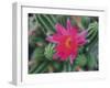 Desert Flower-Assaf Frank-Framed Giclee Print