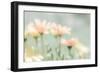 Desert Flowers II-Kathy Mahan-Framed Photographic Print