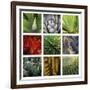 Desert Flowers-Mary Karla-Framed Giclee Print