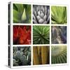Desert Flowers-Mary Karla-Stretched Canvas