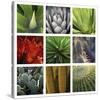 Desert Flowers-Mary Karla-Stretched Canvas