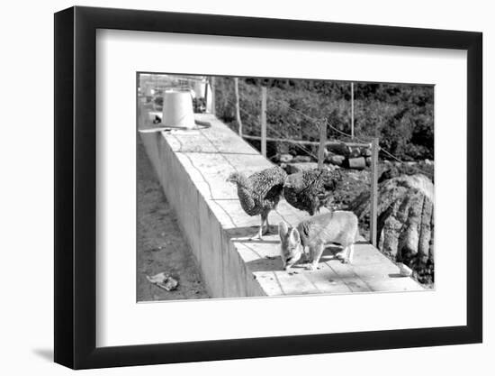 Desert Fox 1972-Staff-Framed Premium Photographic Print