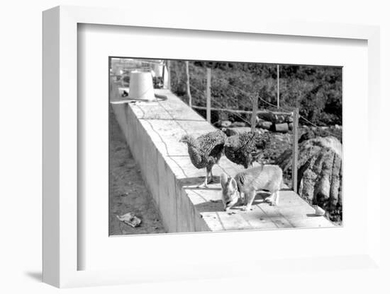 Desert Fox 1972-Staff-Framed Photographic Print