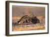 Desert Fox and a Carcass-Shlomo Waldmann-Framed Giclee Print