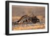 Desert Fox and a Carcass-Shlomo Waldmann-Framed Giclee Print