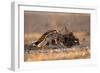 Desert Fox and a Carcass-Shlomo Waldmann-Framed Giclee Print