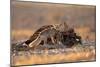 Desert Fox and a Carcass-Shlomo Waldmann-Mounted Giclee Print