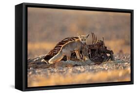 Desert Fox and a Carcass-Shlomo Waldmann-Framed Stretched Canvas