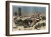Desert Fox by Alfred Edmund Brehm-Stefano Bianchetti-Framed Giclee Print