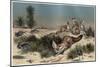 Desert Fox by Alfred Edmund Brehm-Stefano Bianchetti-Mounted Giclee Print