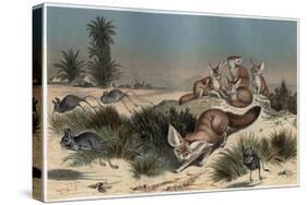 Desert Fox by Alfred Edmund Brehm-Stefano Bianchetti-Stretched Canvas