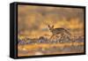 Desert Fox-Shlomo Waldmann-Framed Stretched Canvas