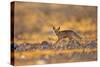 Desert Fox-Shlomo Waldmann-Stretched Canvas