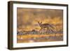 Desert Fox-Shlomo Waldmann-Framed Giclee Print