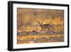 Desert Fox-Shlomo Waldmann-Framed Giclee Print