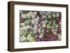 Desert Garden, Balboa Park, San Diego, California, USA-Stuart Westmorland-Framed Photographic Print