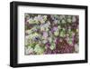 Desert Garden, Balboa Park, San Diego, California, USA-Stuart Westmorland-Framed Photographic Print