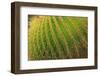 Desert Garden, Balboa Park, San Diego, California, USA-Stuart Westmorland-Framed Photographic Print