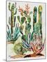 Desert Garden I-Gina Ritter-Mounted Art Print