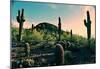 Desert Garden in Arizona-null-Mounted Poster