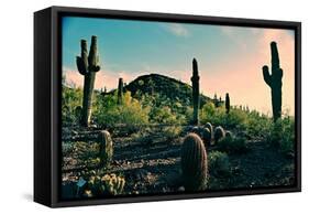 Desert Garden in Arizona-null-Framed Stretched Canvas