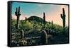 Desert Garden in Arizona-null-Framed Stretched Canvas