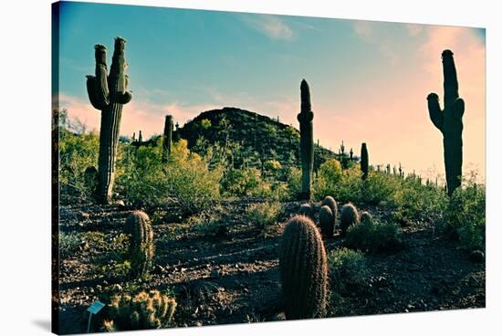 Desert Garden in Arizona-null-Stretched Canvas