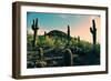 Desert Garden in Arizona-null-Framed Photo