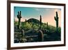 Desert Garden in Arizona-null-Framed Photo