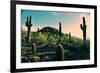 Desert Garden in Arizona-null-Framed Photo