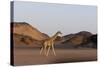 Desert Giraffe (Giraffa Camelopardalis Capensis), Namibia, Africa-Thorsten Milse-Stretched Canvas