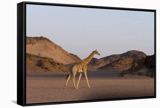 Desert Giraffe (Giraffa Camelopardalis Capensis), Namibia, Africa-Thorsten Milse-Framed Stretched Canvas