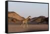 Desert Giraffe (Giraffa Camelopardalis Capensis), Namibia, Africa-Thorsten Milse-Framed Stretched Canvas