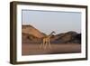 Desert Giraffe (Giraffa Camelopardalis Capensis), Namibia, Africa-Thorsten Milse-Framed Photographic Print