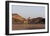 Desert Giraffe (Giraffa Camelopardalis Capensis), Namibia, Africa-Thorsten Milse-Framed Photographic Print