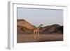 Desert Giraffe (Giraffa Camelopardalis Capensis), Namibia, Africa-Thorsten Milse-Framed Photographic Print