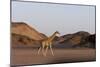 Desert Giraffe (Giraffa Camelopardalis Capensis), Namibia, Africa-Thorsten Milse-Mounted Photographic Print