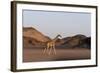 Desert Giraffe (Giraffa Camelopardalis Capensis), Namibia, Africa-Thorsten Milse-Framed Photographic Print