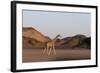 Desert Giraffe (Giraffa Camelopardalis Capensis), Namibia, Africa-Thorsten Milse-Framed Photographic Print