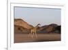 Desert Giraffe (Giraffa Camelopardalis Capensis), Namibia, Africa-Thorsten Milse-Framed Photographic Print