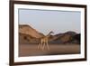 Desert Giraffe (Giraffa Camelopardalis Capensis), Namibia, Africa-Thorsten Milse-Framed Photographic Print