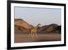 Desert Giraffe (Giraffa Camelopardalis Capensis), Namibia, Africa-Thorsten Milse-Framed Photographic Print