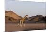 Desert Giraffe (Giraffa Camelopardalis Capensis), Namibia, Africa-Thorsten Milse-Mounted Photographic Print