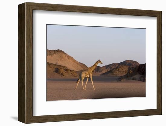 Desert Giraffe (Giraffa Camelopardalis Capensis), Namibia, Africa-Thorsten Milse-Framed Photographic Print