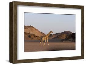 Desert Giraffe (Giraffa Camelopardalis Capensis), Namibia, Africa-Thorsten Milse-Framed Photographic Print