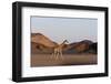 Desert Giraffe (Giraffa Camelopardalis Capensis), Namibia, Africa-Thorsten Milse-Framed Photographic Print