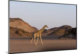 Desert Giraffe (Giraffa Camelopardalis Capensis), Namibia, Africa-Thorsten Milse-Mounted Photographic Print