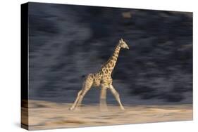 Desert Giraffe (Giraffa Camelopardalis Capensis) Running, Namibia, Africa-Thorsten Milse-Stretched Canvas