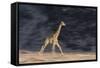 Desert Giraffe (Giraffa Camelopardalis Capensis) Running, Namibia, Africa-Thorsten Milse-Framed Stretched Canvas