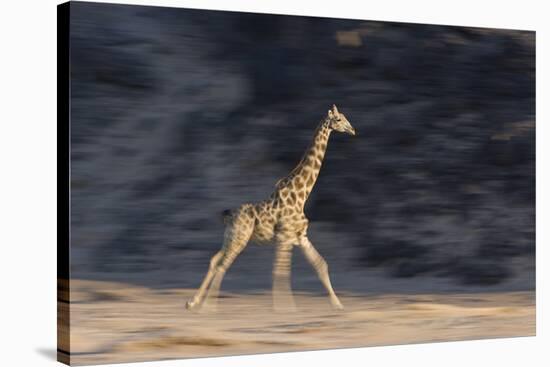 Desert Giraffe (Giraffa Camelopardalis Capensis) Running, Namibia, Africa-Thorsten Milse-Stretched Canvas